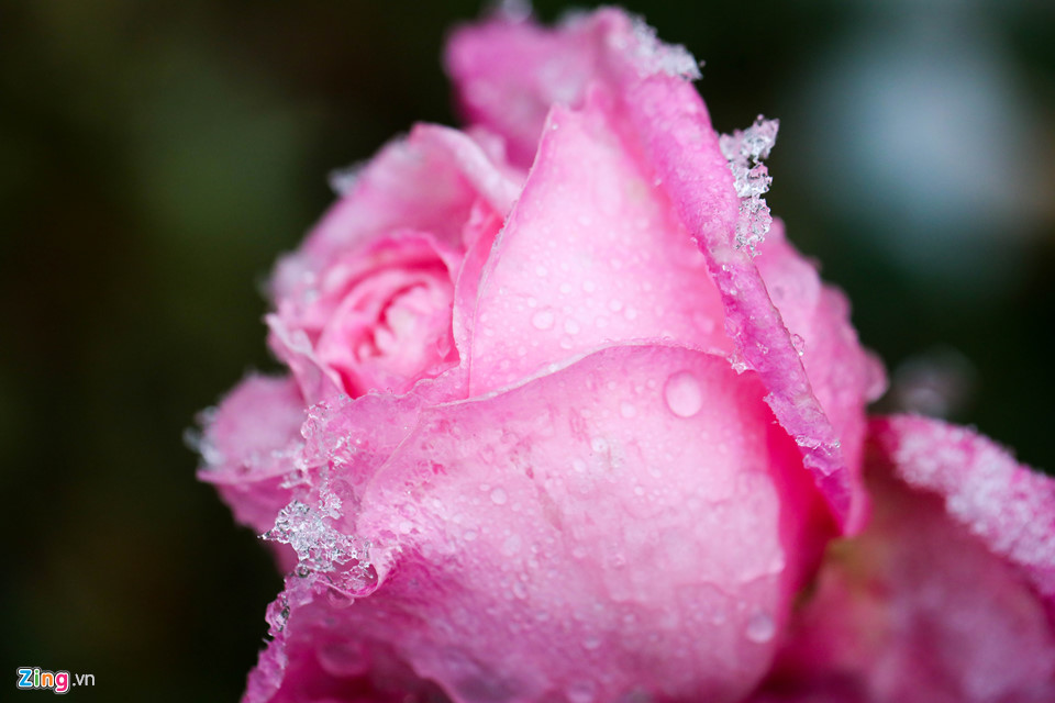 Hoa đào rừng rét quắt trong băng tuyết Sa Pa